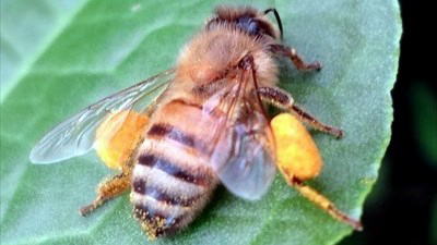 花粉団子をつけたミツバチの写真
